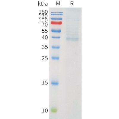 sp-pme101555 pvrig sp1