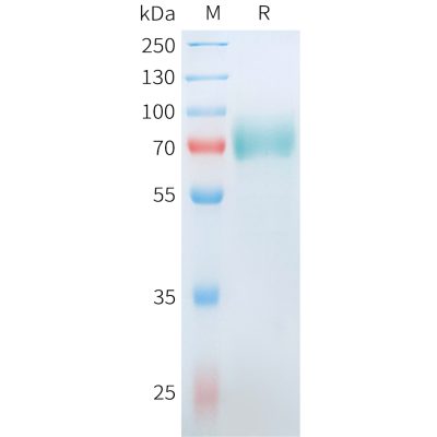 sp-pme101557 cd19 sp1