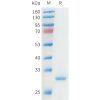 sp-pme101559 apoa1 sp1