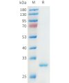 sp-pme101559 apoa1 sp1