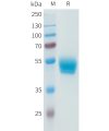 sp-pme101592 pd l1 sp1