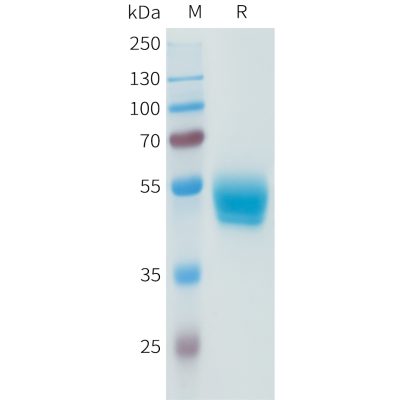 sp-pme101592 pd l1 sp1