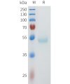 sp-pme101606 nectin 4 sp1