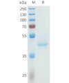 sp-pme101614 cdh3 sp1