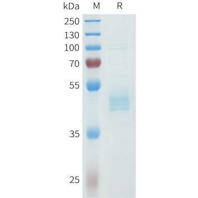 sp-pme101615 cdh3 sp1