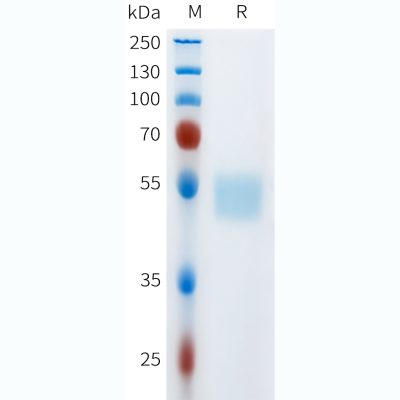 sp-pme101621 cd117 sp1