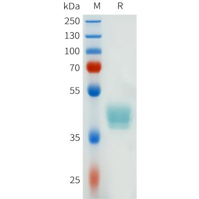 sp-pme101637 csf1r sp1