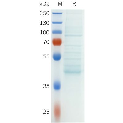 sp-pme101652 csf1r sp1