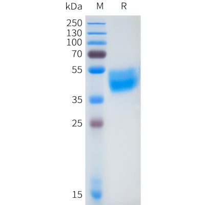 sp-pme101657 fgfr2iiib sp1