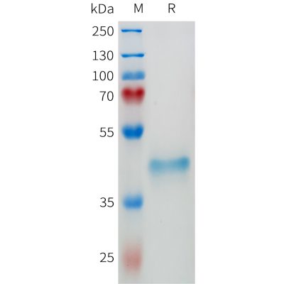 sp-pme101664 epha3 sp1