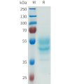 sp-pme101674 cdh6 sp1