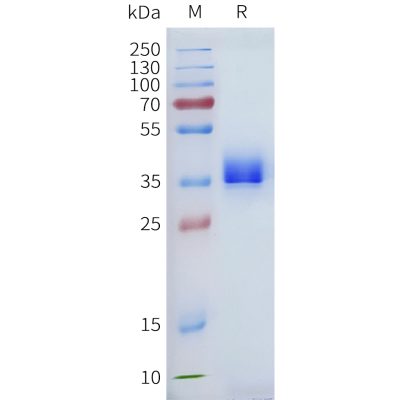 sp-pme101706 pd l1 sp1