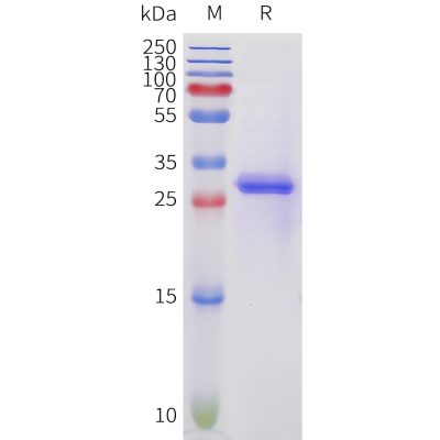 sp-pme101707 acvr2a sp1