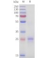 sp-pme101723 tnfsf15 sp1