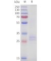 sp-pme101724 tnfsf15 sp1