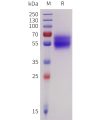 sp-pme101737 il18ra sp1