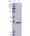 sp-pme101738 crp sp1