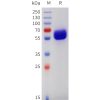 sp-pme101742 csf2rb sp1