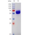 sp-pme101742 csf2rb sp1