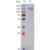 sp-pme101743 comp sp1