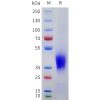 sp-pme101753 scf sp1