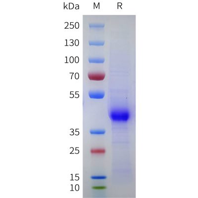 sp-pme101754 cd43 sp1