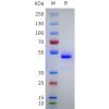 sp-pme101755 nppa sp1