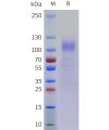 sp-pme101758 erbb4 sp1