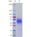 sp-pme101761 cd58 sp1