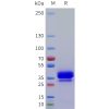 sp-pme101763 nrg4 sp1