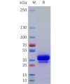sp-pme101763 nrg4 sp1