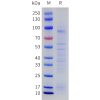 sp-pme101766 netrin 1 sp1