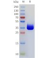 sp-pme101769 cd117 sp1