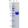 sp-pme101771 cd117 sp1