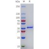 sp-pme101782 lgals4 sp1