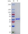 sp-pme101782 lgals4 sp1