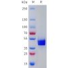 sp-pme101784 tacr2 sp1