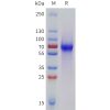 sp-pme101785 lilra6 sp1