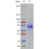 sp-pme101790 cd19 sp1