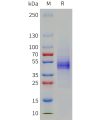 sp-pme101790 cd19 sp1