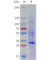 sp-pme101795 fcgrt sp1