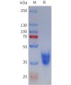 sp-pme101796 mc2r sp1