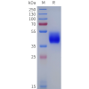 sp-pme101853 mc5r sp1
