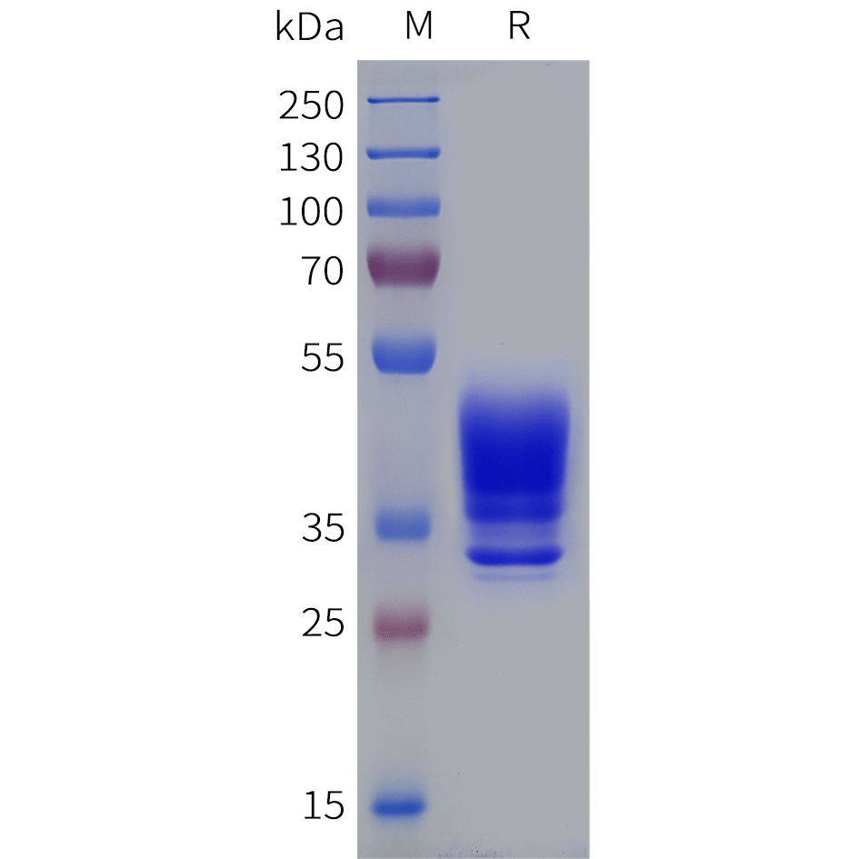 pme101859-ltb4r-sp1.png