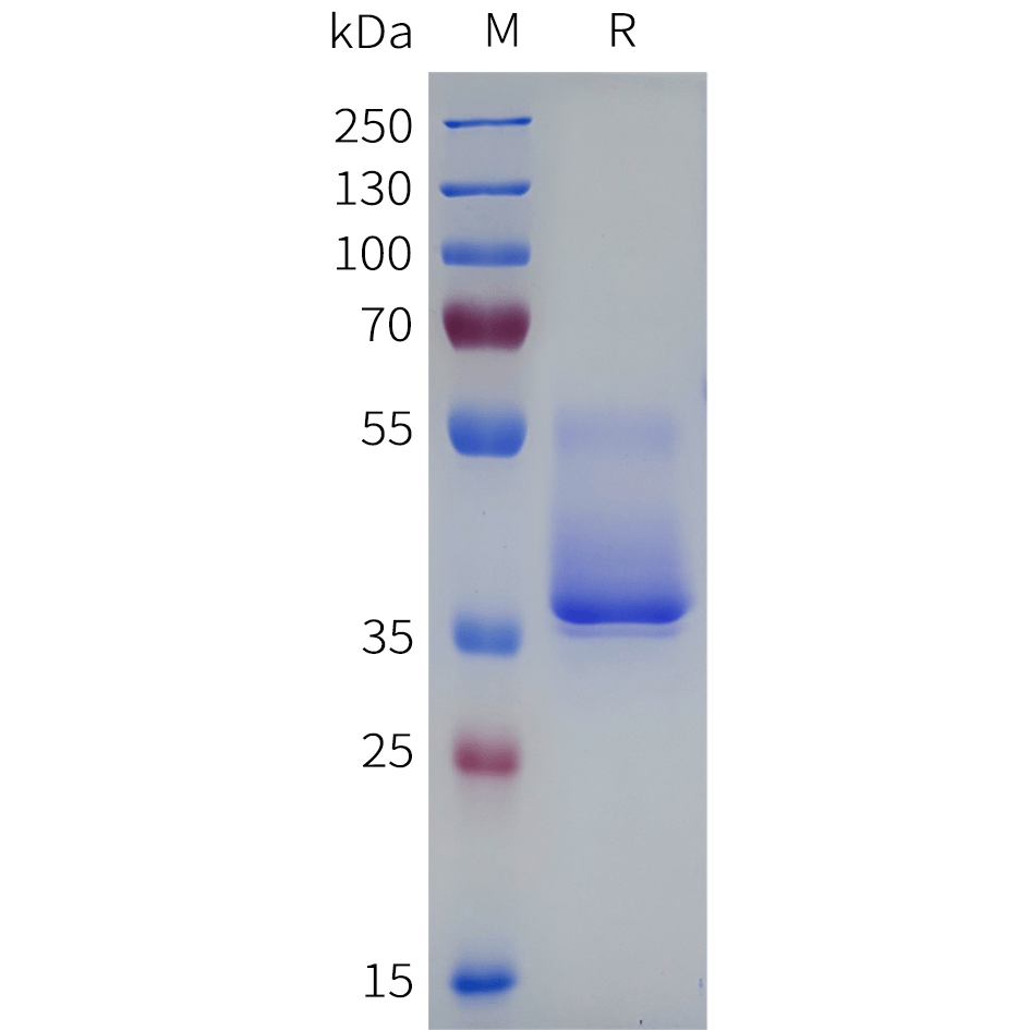 pme101860-htr2b-sp1.png