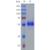 sp-pme101865 tfpi2 sp1