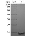 sp-pme30002 ccl26 sp1