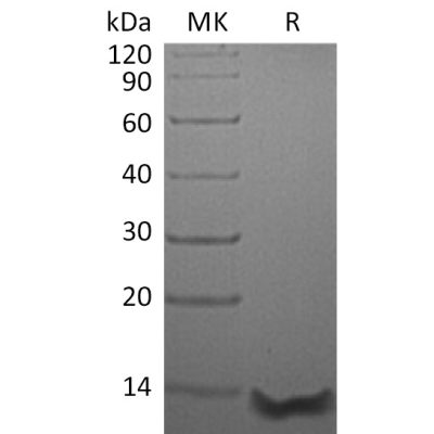 sp-pme30002 ccl26 sp1