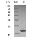 sp-pme30003 g csf sp1 1