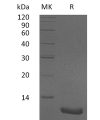 sp-pme30013 cxcl2 sp1